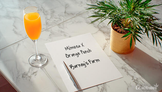 Гроурепорт сорта конопли Mimosa x Orange Punch от Barney's Farm
