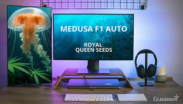 Гроурепорт сорта Medusa F1 Auto fem от Royal Queen Seeds
