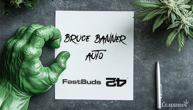 Гроурепорт сорта Bruce Banner Auto fem от FastBuds