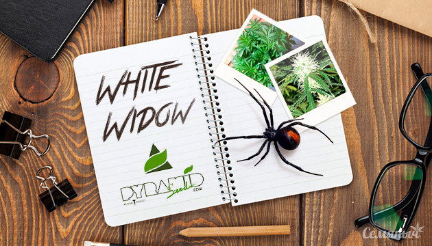 Гроурепорт Auto White Widow fem от Pyramid Seeds